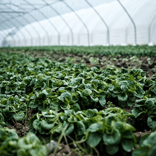 Greenhouse facility